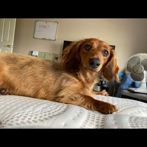 Meet your Posher, Desi